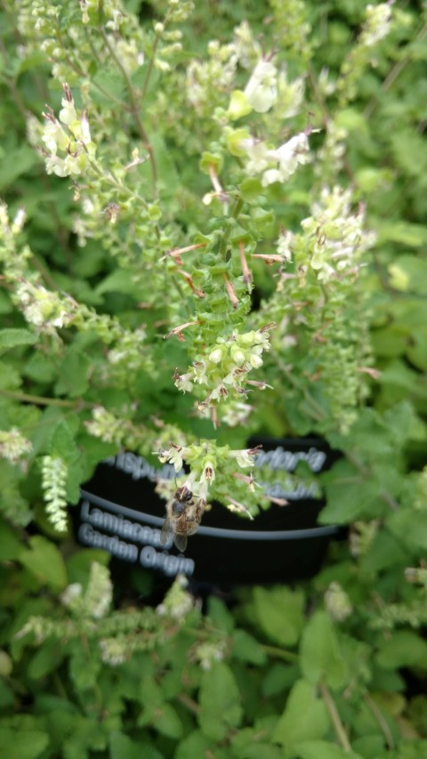 Teucrium scordonia plantplacesimage20161226_132928.jpg