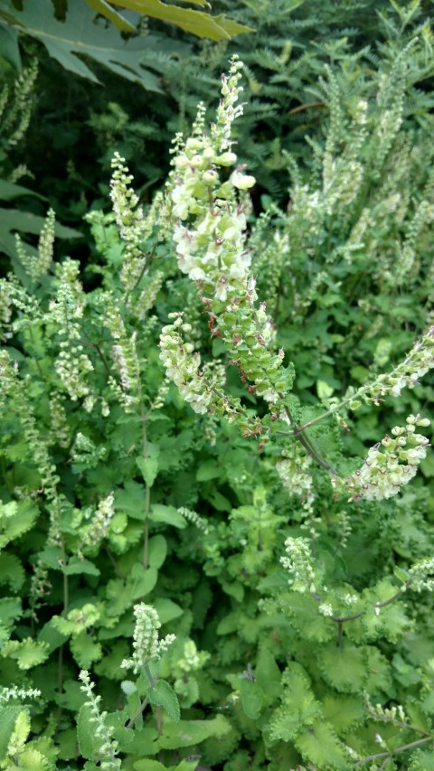 Teucrium scordonia plantplacesimage20161226_132940.jpg