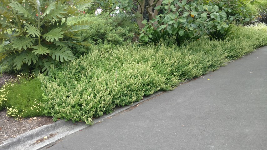 Teucrium scordonia plantplacesimage20161226_132954.jpg