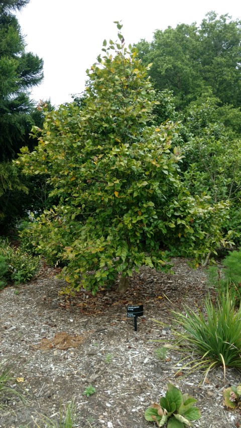 Camellia japonica plantplacesimage20161226_133849.jpg