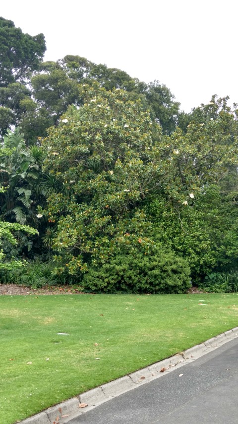 Magnolia grandiflora plantplacesimage20161226_134009.jpg