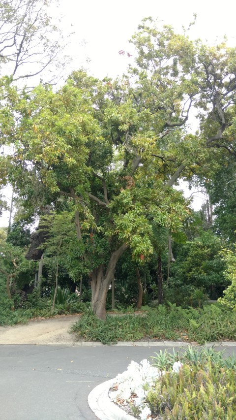 Floydia praealta plantplacesimage20161226_134929.jpg