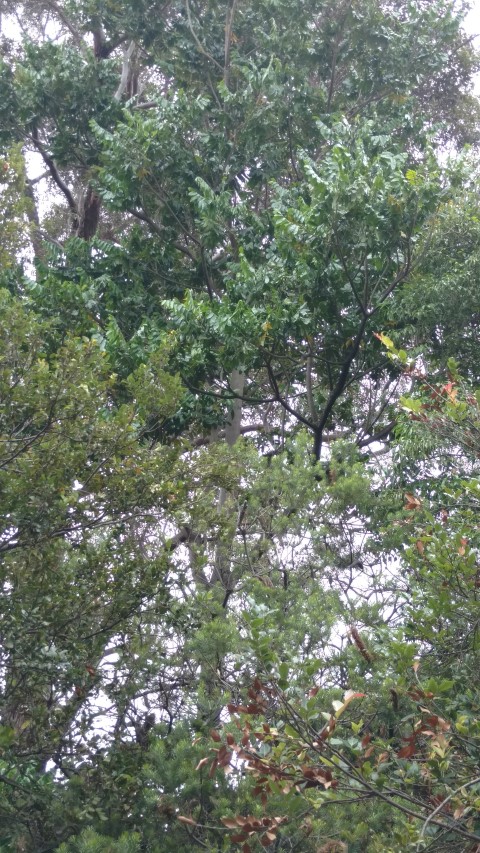 Flindersia schottiana plantplacesimage20161226_135605.jpg