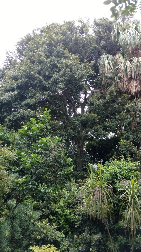 Ficus platypodus plantplacesimage20161226_135640.jpg