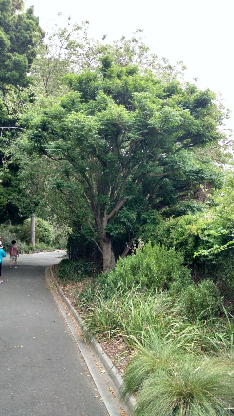 Melissa azedarach plantplacesimage20161226_135936.jpg