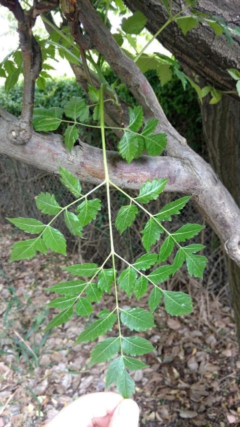 Melissa azedarach plantplacesimage20161226_135958.jpg