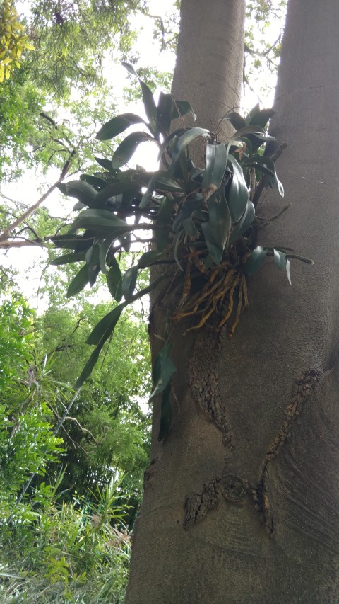 Thelychiton speciosus plantplacesimage20161226_140455.jpg