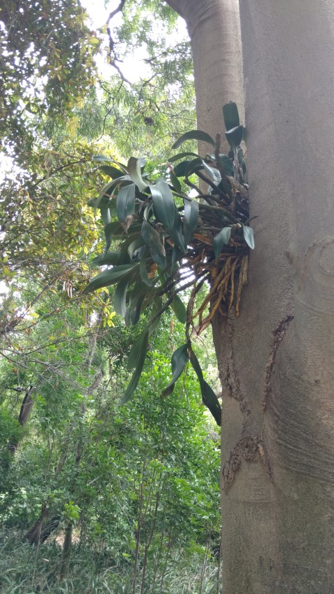 Thelychiton speciosus plantplacesimage20161226_140506.jpg