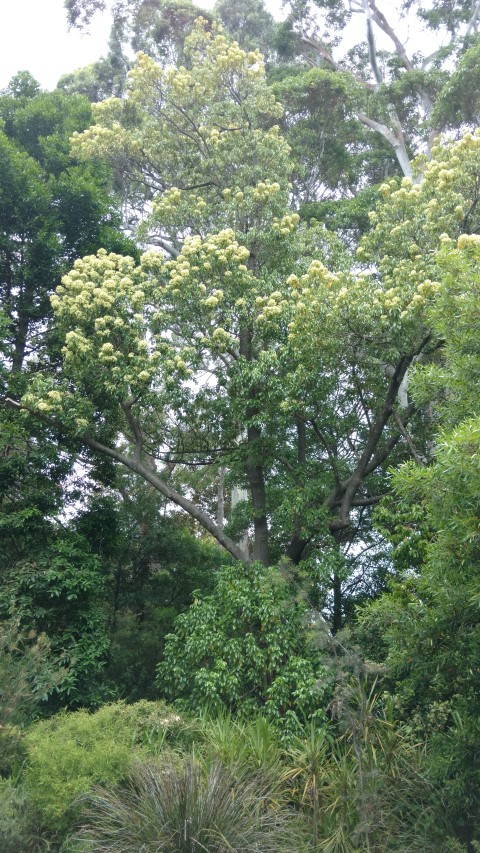 Hernandia bivalis plantplacesimage20161226_140736.jpg