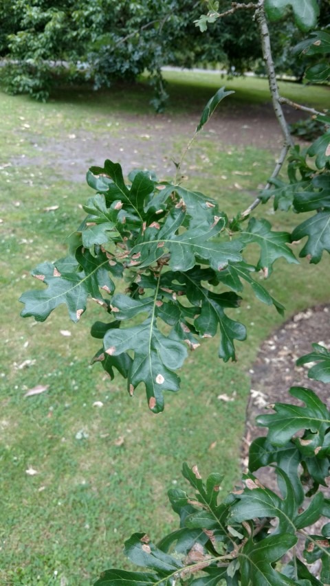 Quercus lobata plantplacesimage20161226_141146.jpg