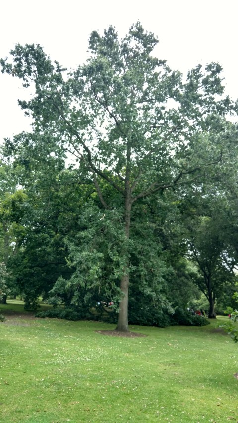 Quercus lobata plantplacesimage20161226_141200.jpg