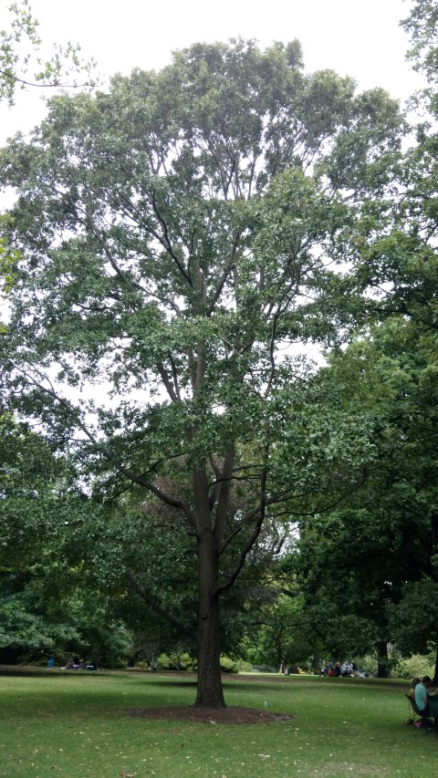 Quercus laurifolia plantplacesimage20161226_142815.jpg