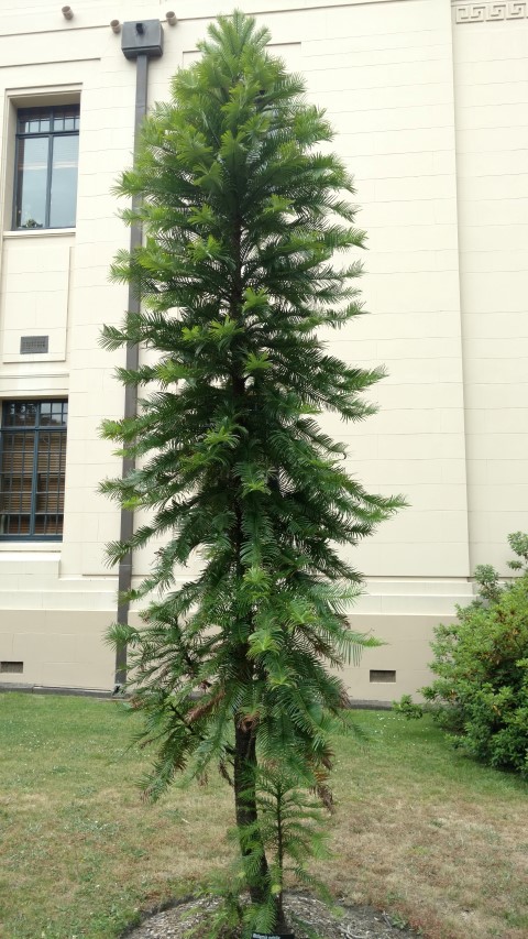 wollemia nobilis plantplacesimage20161226_143153.jpg