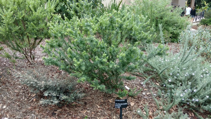 Grevillea jephcottii plantplacesimage20161226_143655.jpg