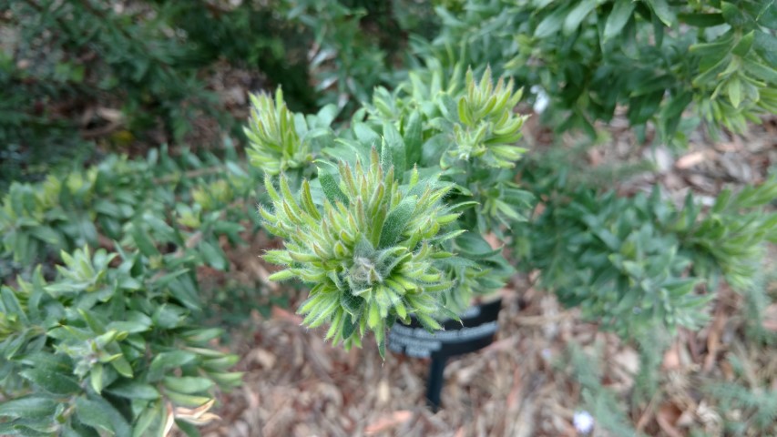 Grevillea jephcottii plantplacesimage20161226_143709.jpg