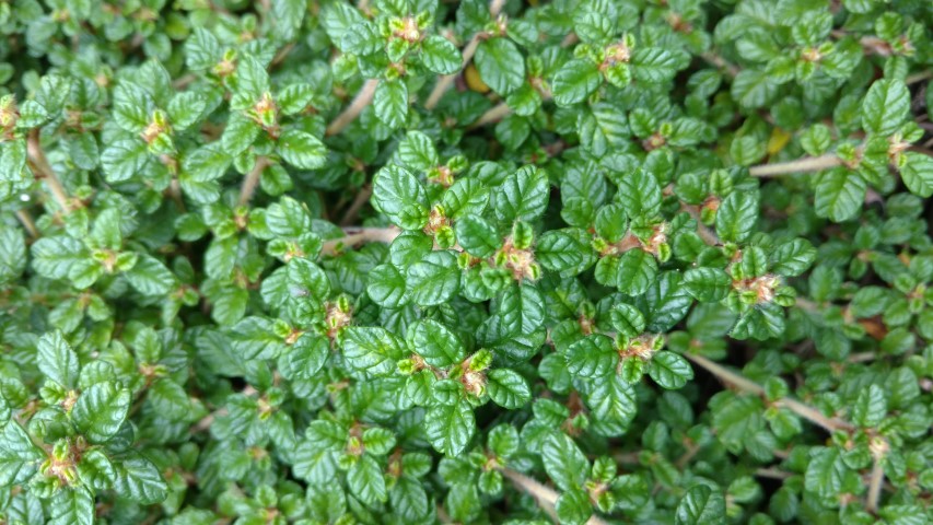 Spyridium parvifolium plantplacesimage20161226_143824.jpg