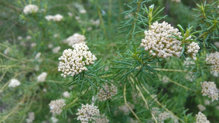 Ozothamnus rogerianus plantplacesimage20161226_143932.jpg