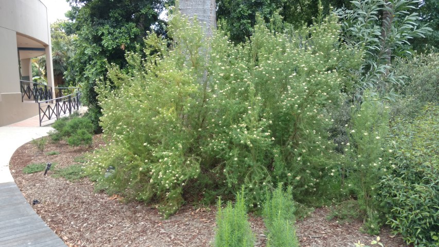 Ozothamnus rogerianus plantplacesimage20161226_143949.jpg