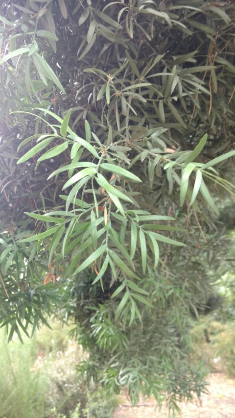 Podocarpus falcatus plantplacesimage20161226_144105.jpg