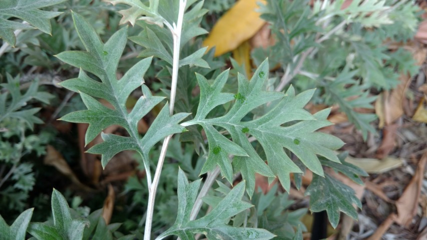Grevillea willsii plantplacesimage20161226_144423.jpg