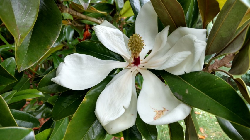 Magnolia grandiflora plantplacesimage20161226_144646.jpg