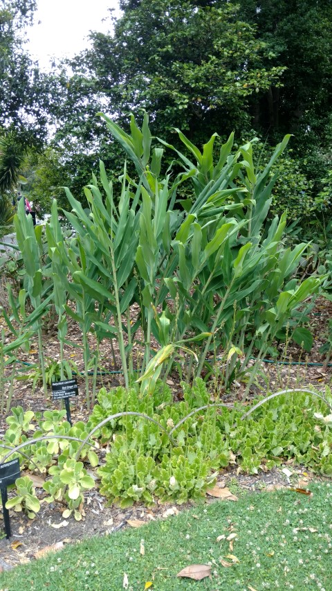 Hedychium coccineum plantplacesimage20161226_144756.jpg