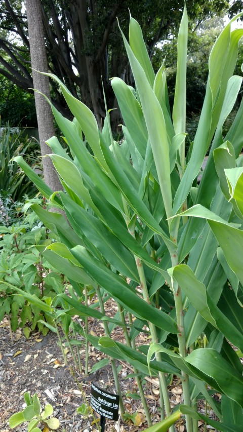 Hedychium coccineum plantplacesimage20161226_144807.jpg