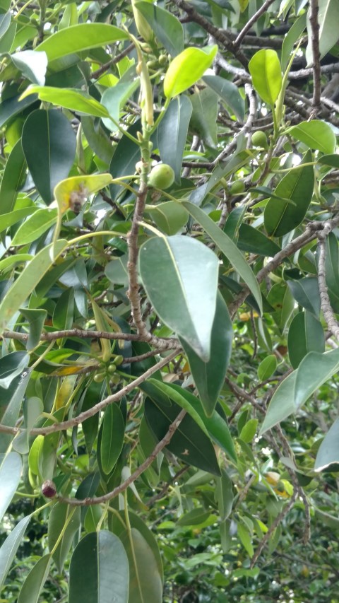 Ficus aff. obliqua plantplacesimage20161226_145155.jpg