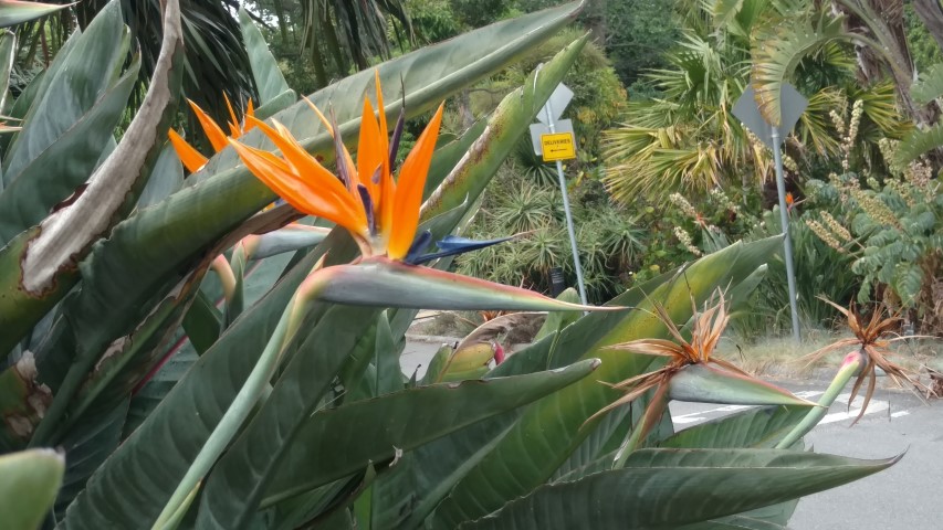 Strelitzia reginae plantplacesimage20161226_145743.jpg