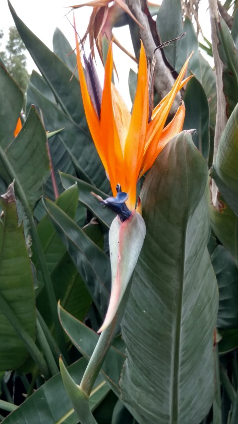 Strelitzia reginae plantplacesimage20161226_145801.jpg