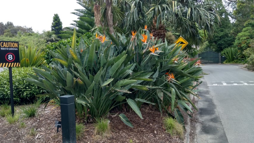 Strelitzia reginae plantplacesimage20161226_145811.jpg