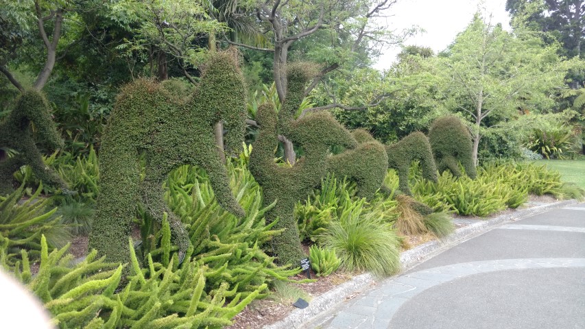 Muehlenbeckia copmlexa plantplacesimage20161226_150326.jpg