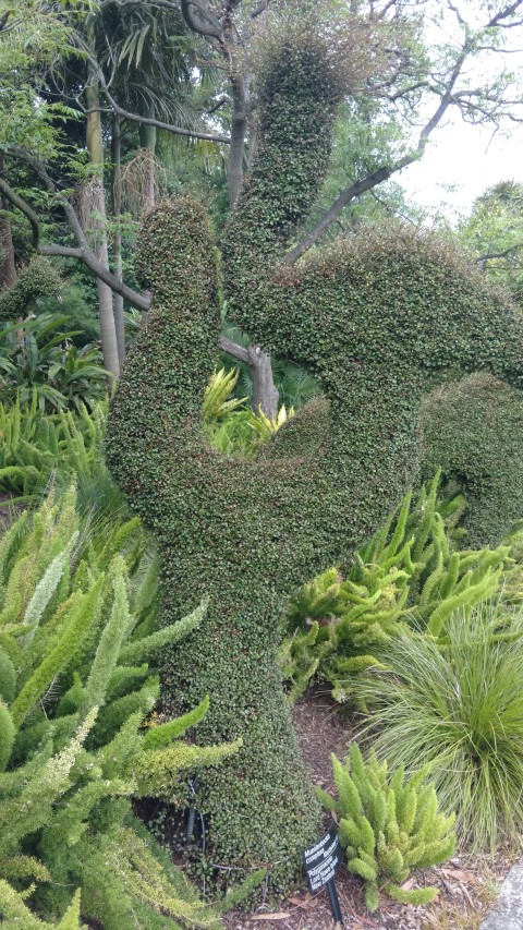 Muehlenbeckia copmlexa plantplacesimage20161226_150339.jpg