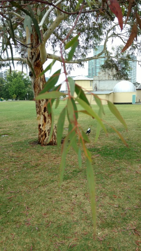 Eucalyptus mannifera plantplacesimage20161226_154349.jpg