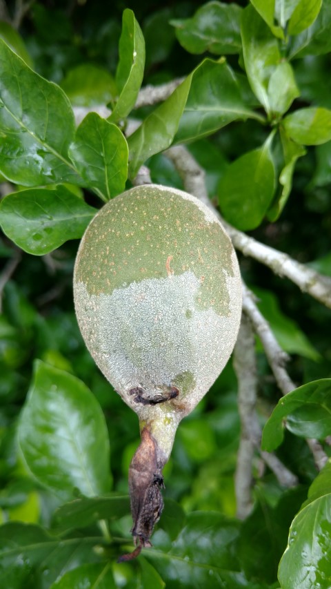 Gardenia thunbergia plantplacesimage20161226_160015.jpg