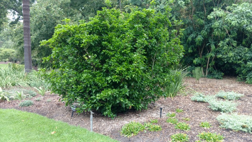 Gardenia thunbergia plantplacesimage20161226_160027.jpg