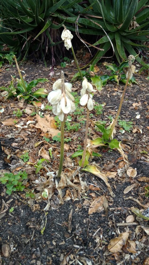 Veltheima bracteata plantplacesimage20161226_160404.jpg