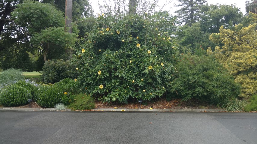 Solandra maxima plantplacesimage20161226_160857.jpg