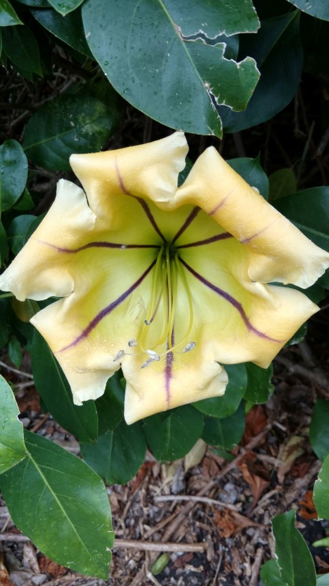 Solandra maxima plantplacesimage20161226_160938.jpg