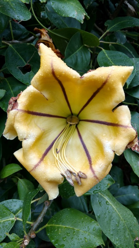Solandra maxima plantplacesimage20161226_160952.jpg