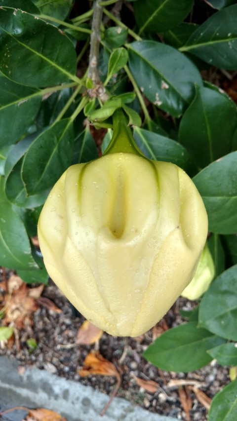 Solandra maxima plantplacesimage20161226_161034.jpg