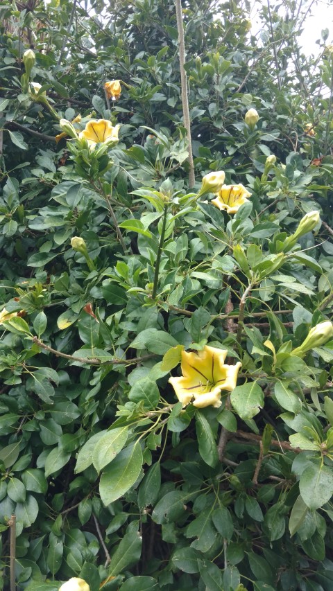 Solandra maxima plantplacesimage20161226_161047.jpg