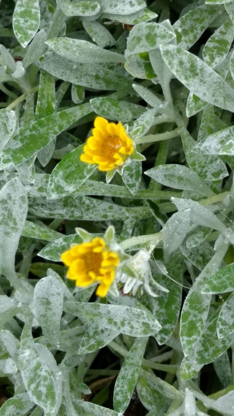 Gazania rigens plantplacesimage20161226_161229.jpg