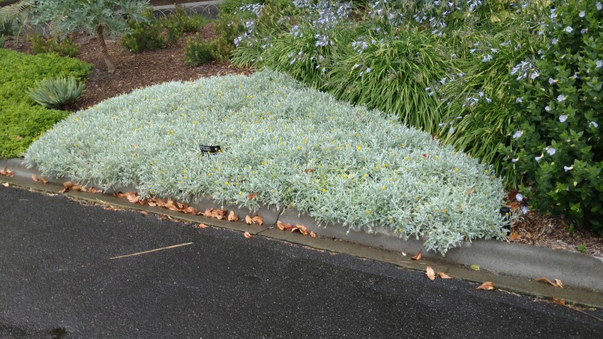 Gazania rigens plantplacesimage20161226_161251.jpg