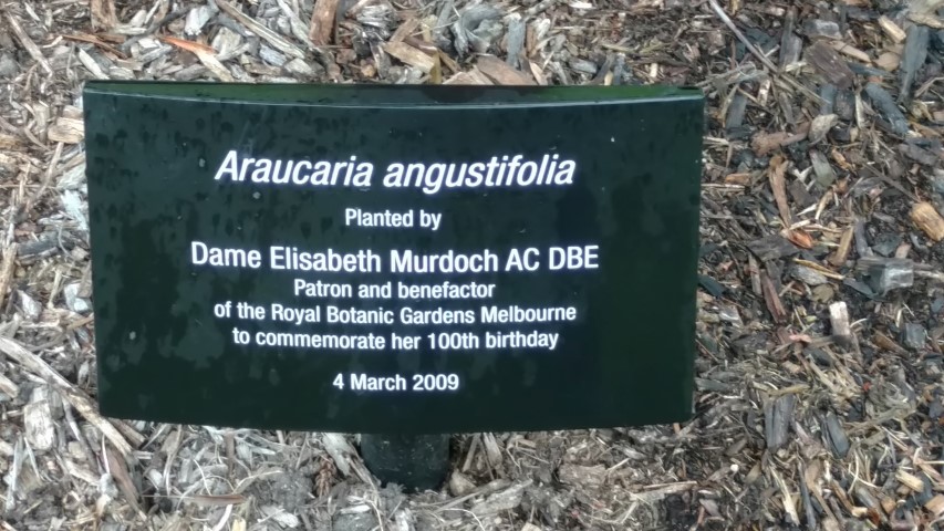 Araucaria angustifolia plantplacesimage20161226_161336.jpg
