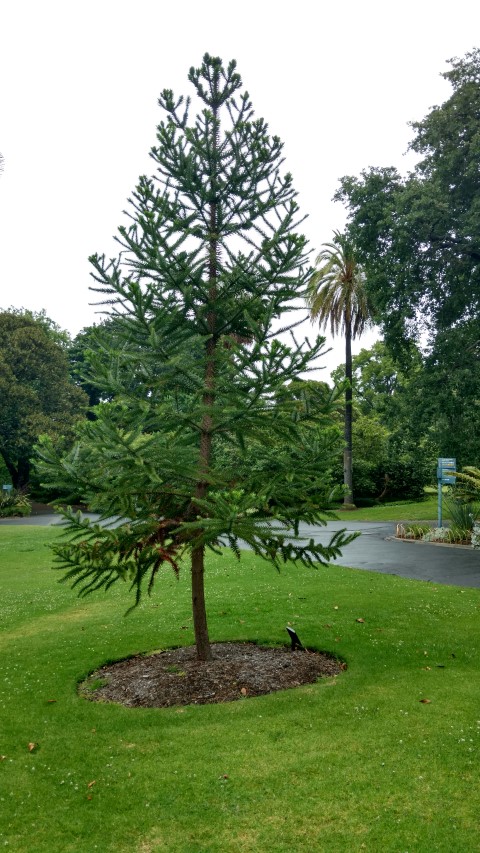 Araucaria angustifolia plantplacesimage20161226_161400.jpg
