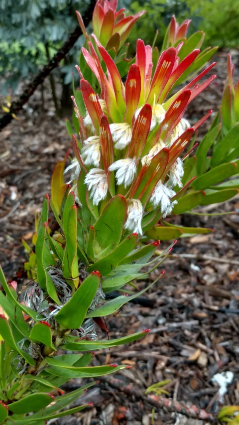 Mimetes cucullatus plantplacesimage20161226_162253.jpg