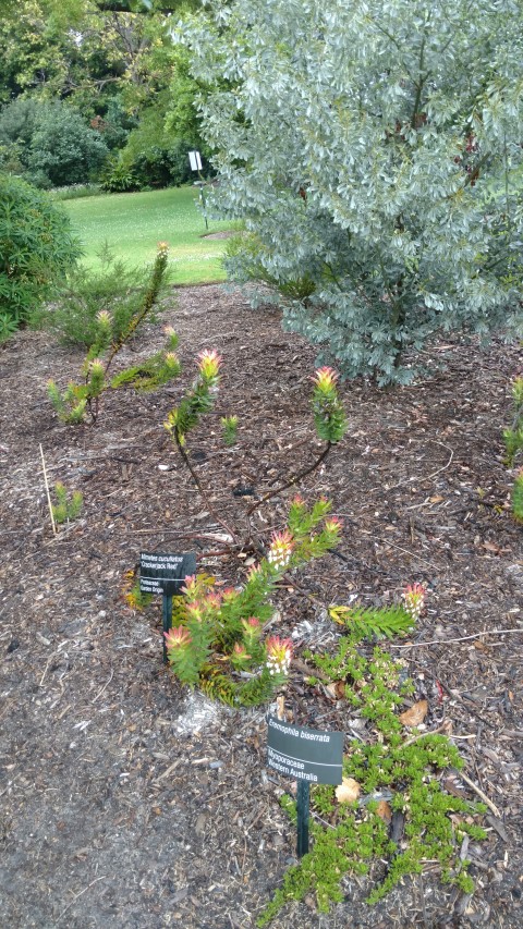 Mimetes cucullatus plantplacesimage20161226_162306.jpg