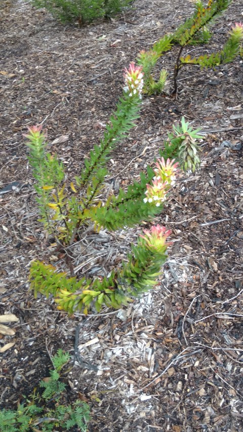 Mimetes cucullatus plantplacesimage20161226_162313.jpg