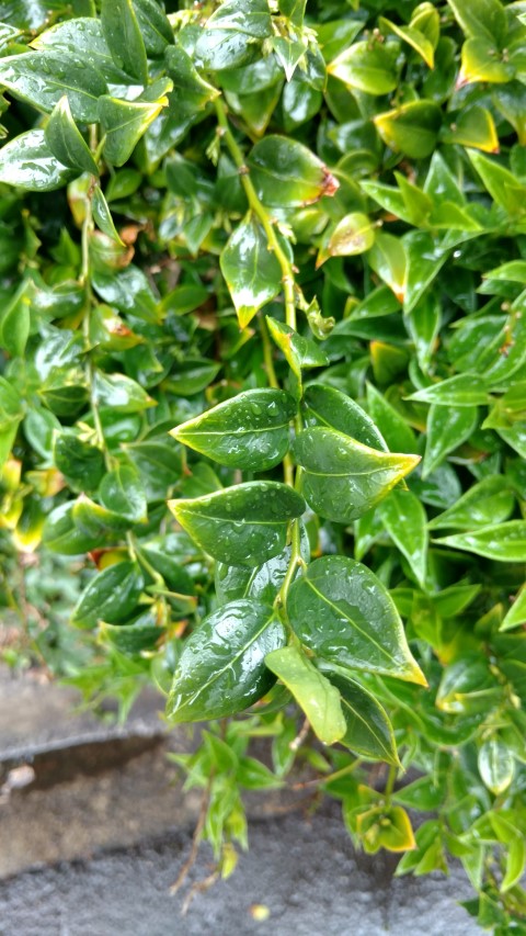 Sarcococca ruscifolia plantplacesimage20161226_165647.jpg